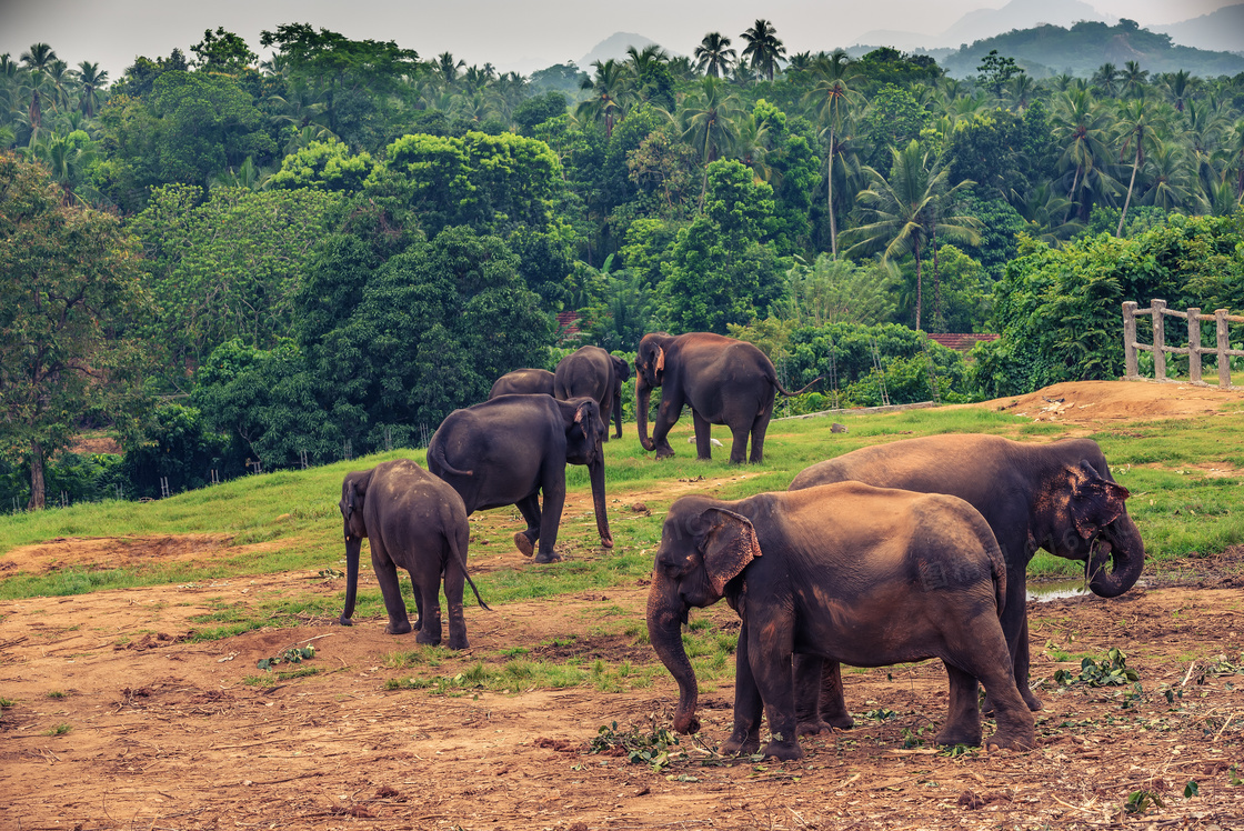 几头大象与茂密的树林摄影高清图片