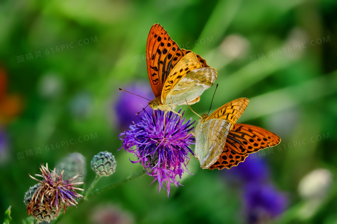 花朵上驻足的两只蝴蝶特写高清图片