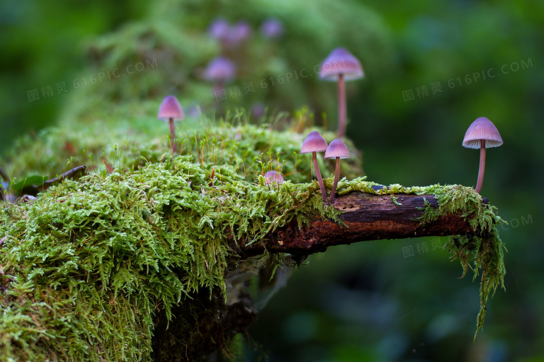 枯木上的植被与蘑菇等特写高清图片