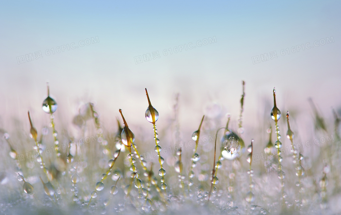挂满有水珠的草丛特写摄影高清图片