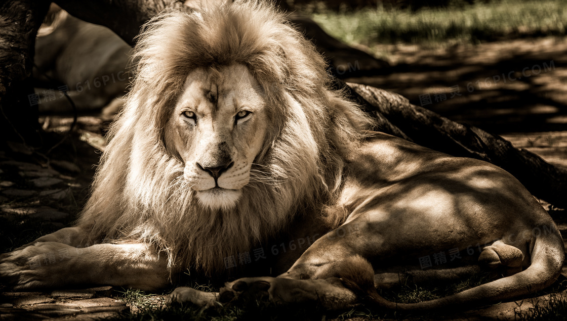 卧地上的猛兽狮子特写摄影高清图片