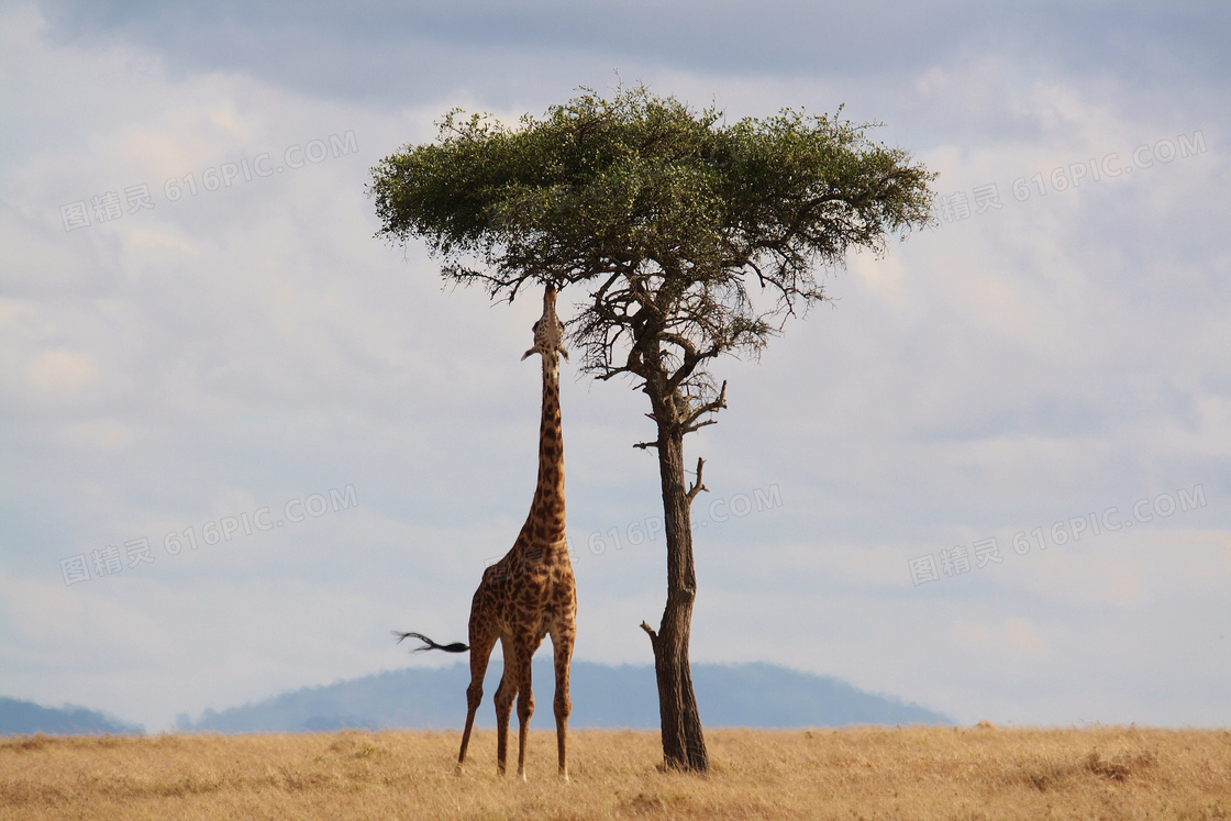 伸着长脖子吃树叶的长颈鹿高清图片