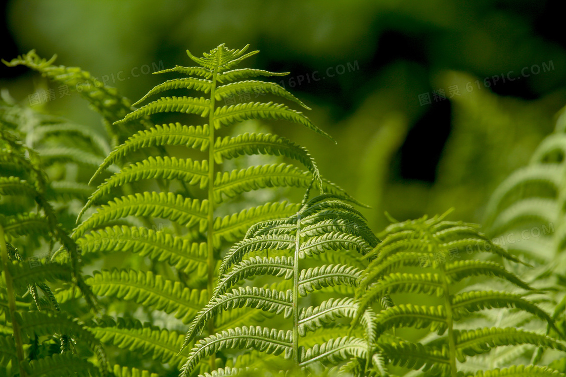 锯齿般的绿叶植物特写摄影高清图片