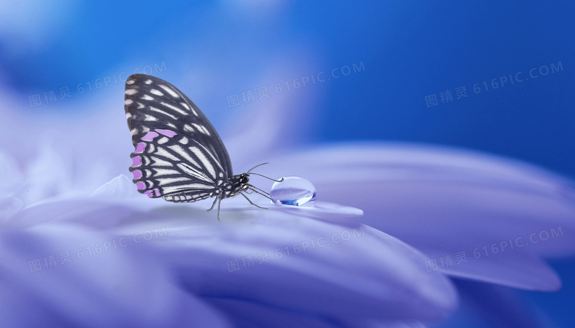 在花瓣上的水珠与蝴蝶摄影高清图片