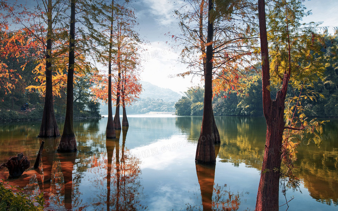 秋季湖泊中的大树美景摄影图片