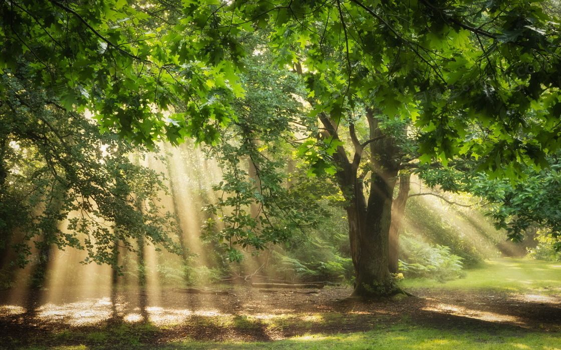 树林中洒到地上的阳光摄影高清图片