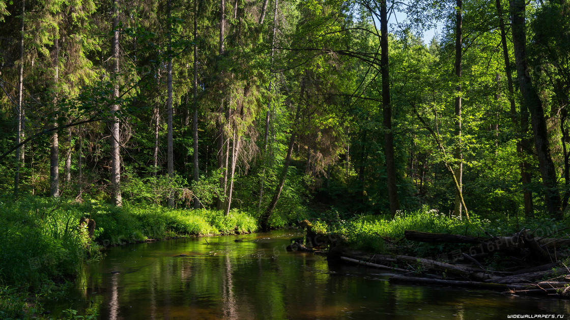 树林中的河流自然风光摄影高清图片