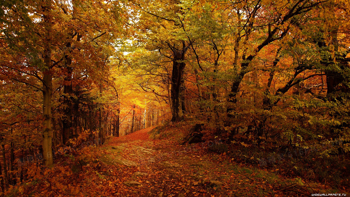 树林中落满叶子的小路摄影高清图片