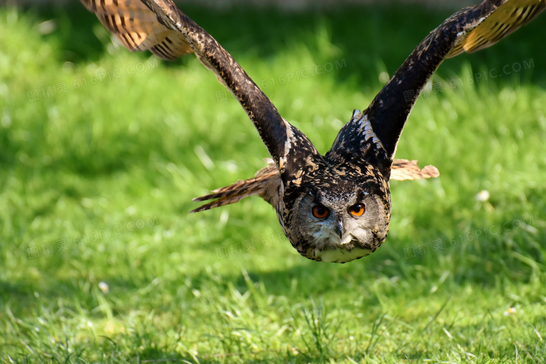 在超低空飞翔的猫头鹰摄影高清图片
