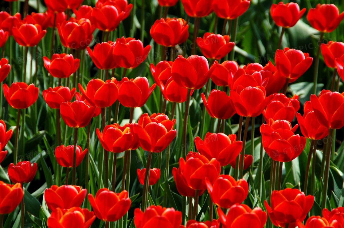 鲜红色郁金香花丛特写摄影高清图片