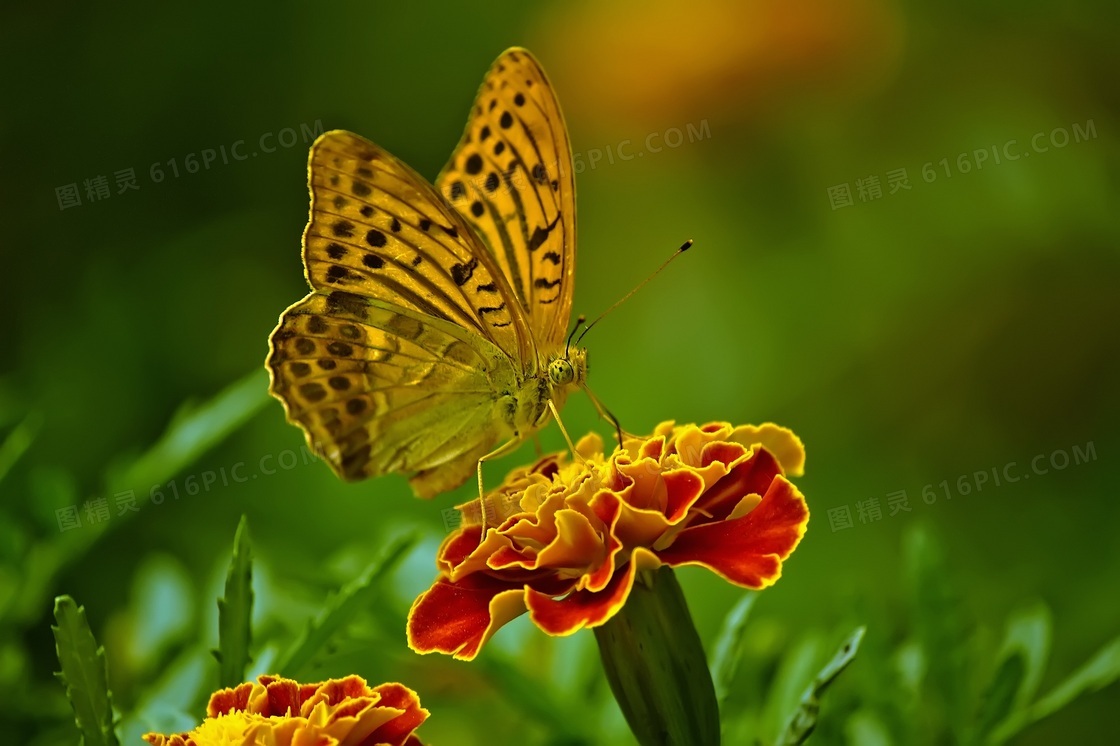 鲜花上的蝴蝶近景特写摄影高清图片