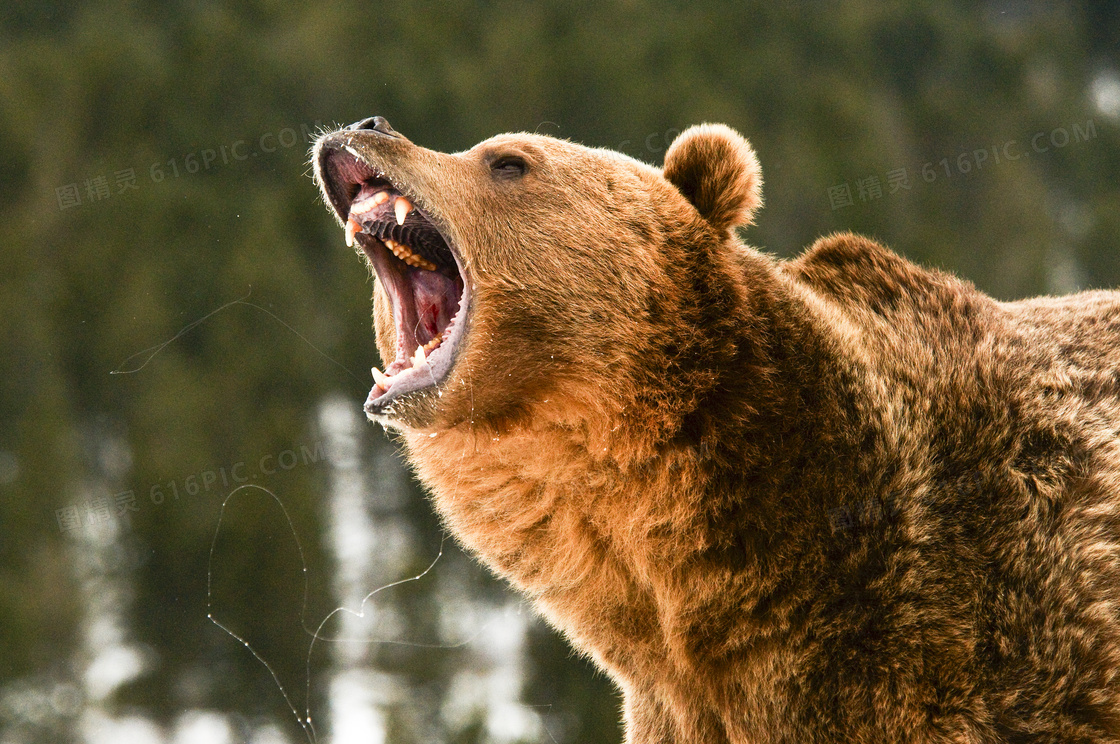一只熊站立大吼的图片图片