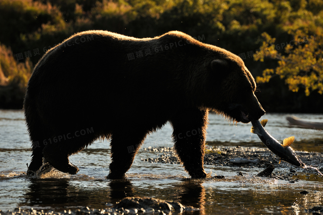 在水中成功抓到鱼的熊摄影高清图片