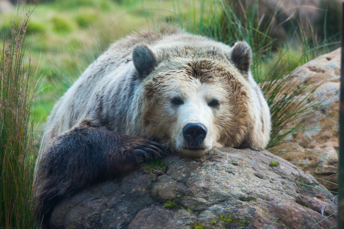 一头趴在石头上的大熊摄影高清图片