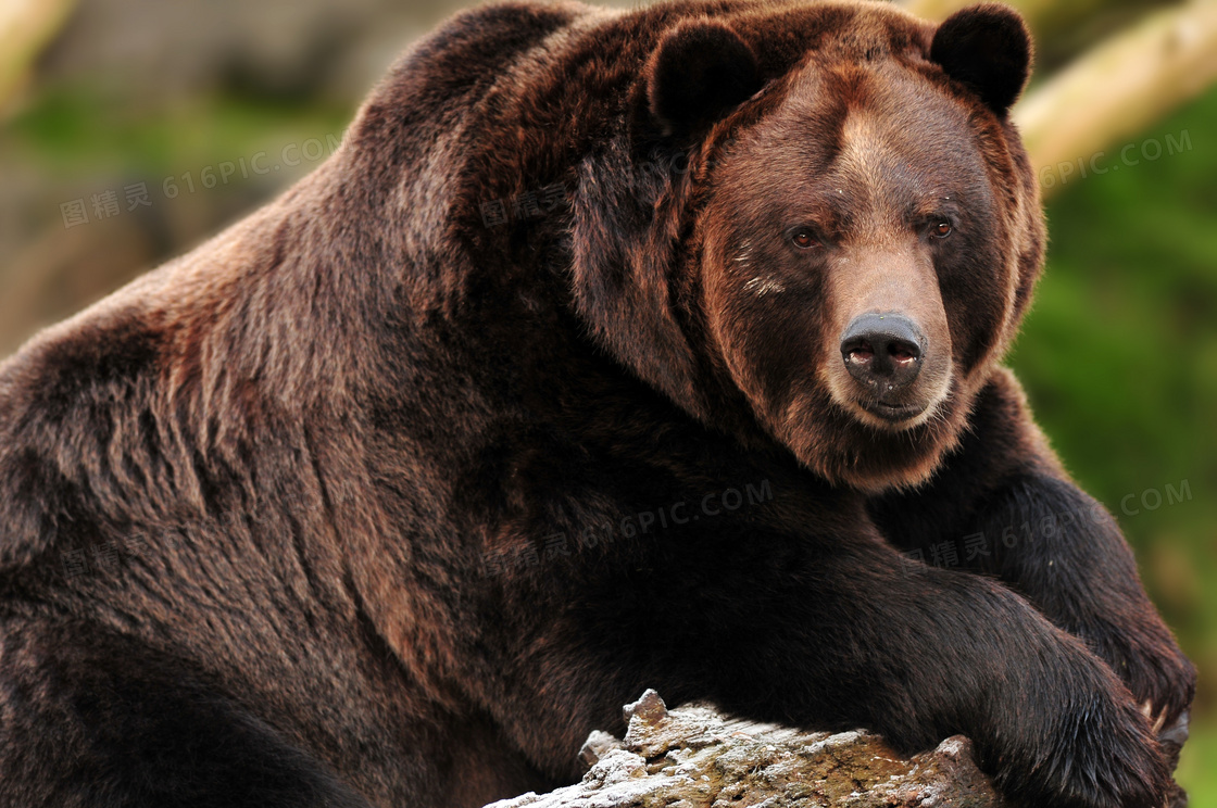 趴在木头上休息的棕熊摄影高清图片