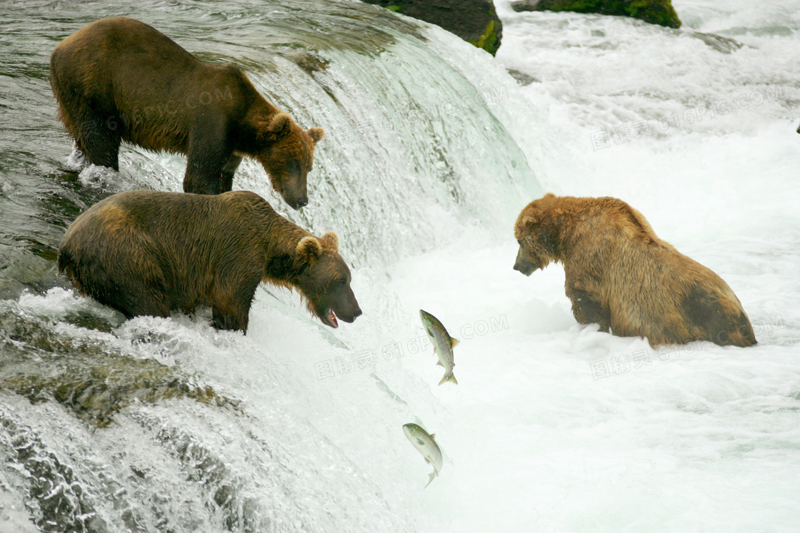 瀑布边一起抓鱼的棕熊摄影高清图片