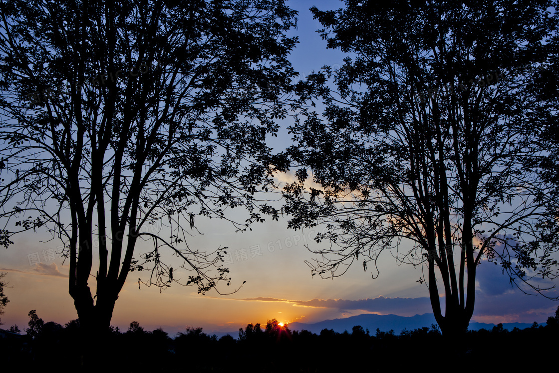 夕阳下的大树美景高清摄影图片