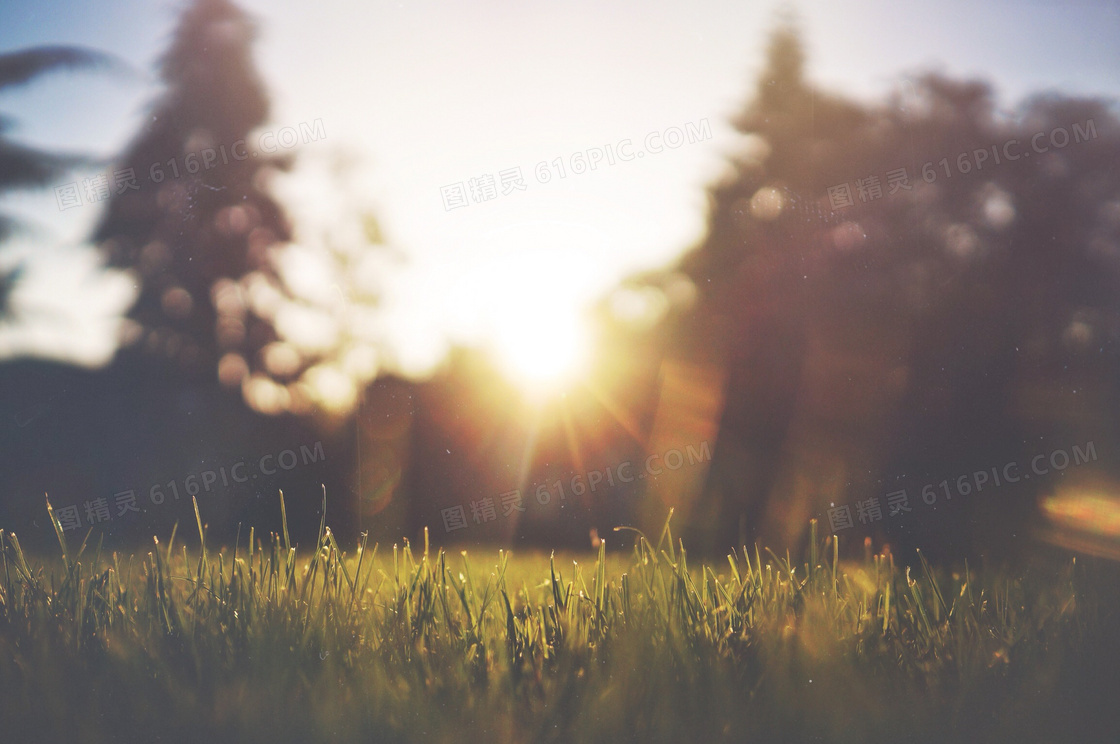 阳光照耀下的草丛特写逆光摄影图片