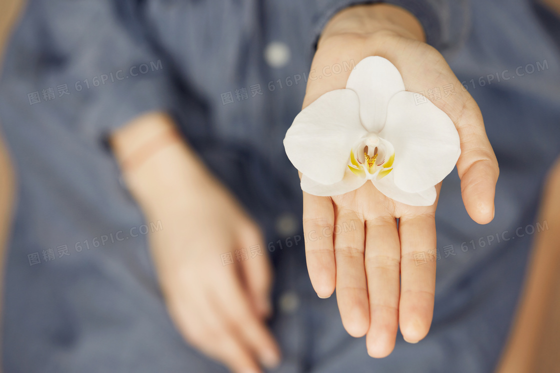 用手托着的白兰花花瓣摄影高清图片
