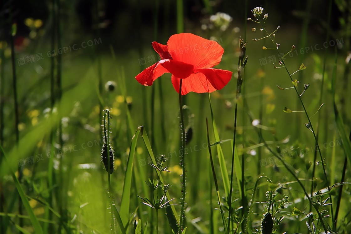 盛开在草丛中的红色花摄影高清图片