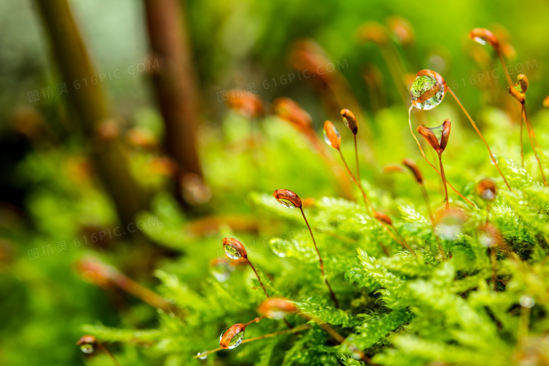 树林间挂着水珠的植物摄影高清图片