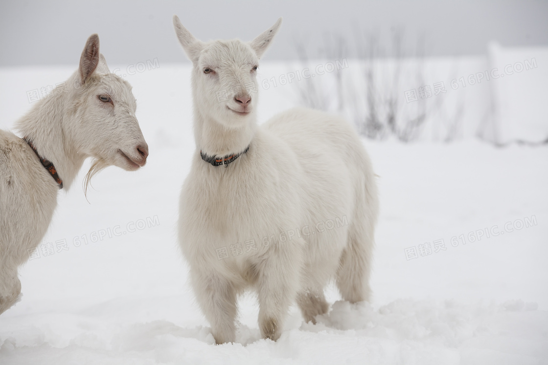 站在雪地中的两只山羊摄影高清图片