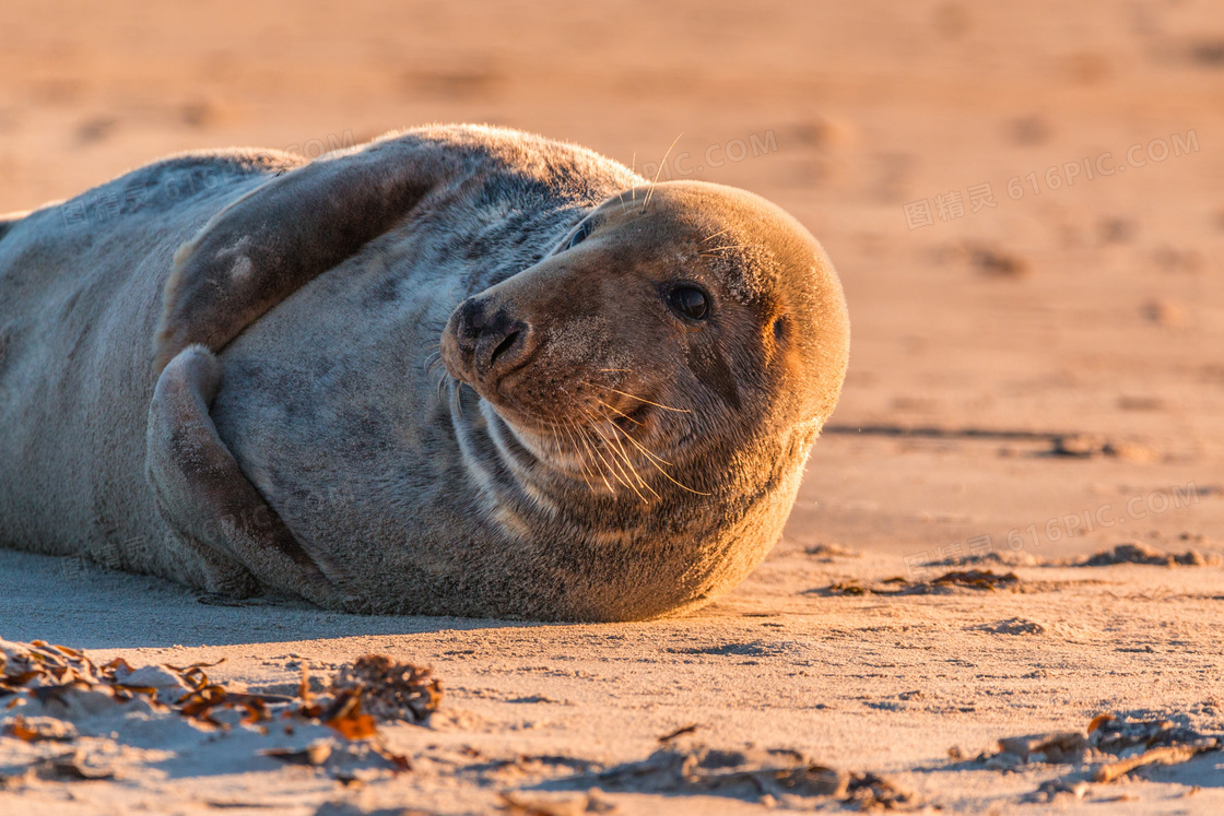 正在沙滩上玩耍的海豹摄影高清图片