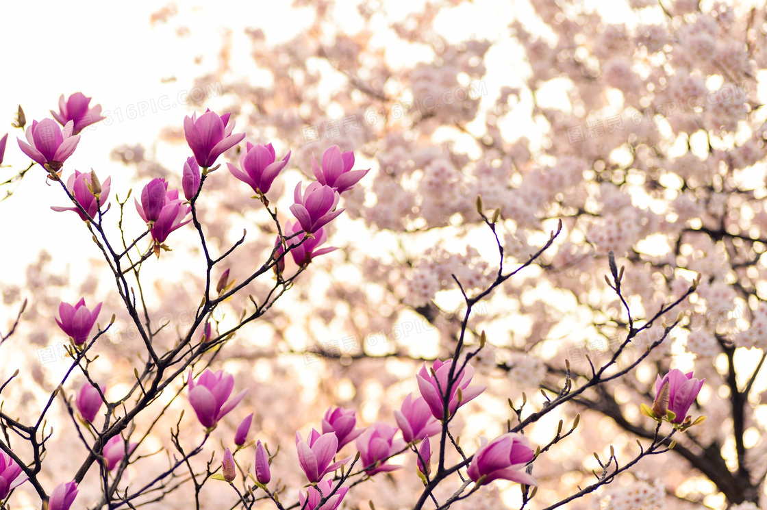 春天树枝绽放的木兰花摄影高清图片