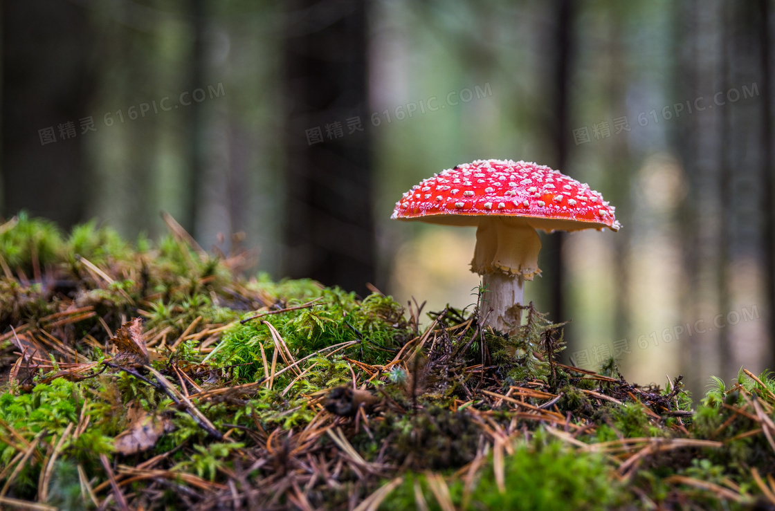 树林中的红色蘑菇特写摄影高清图片