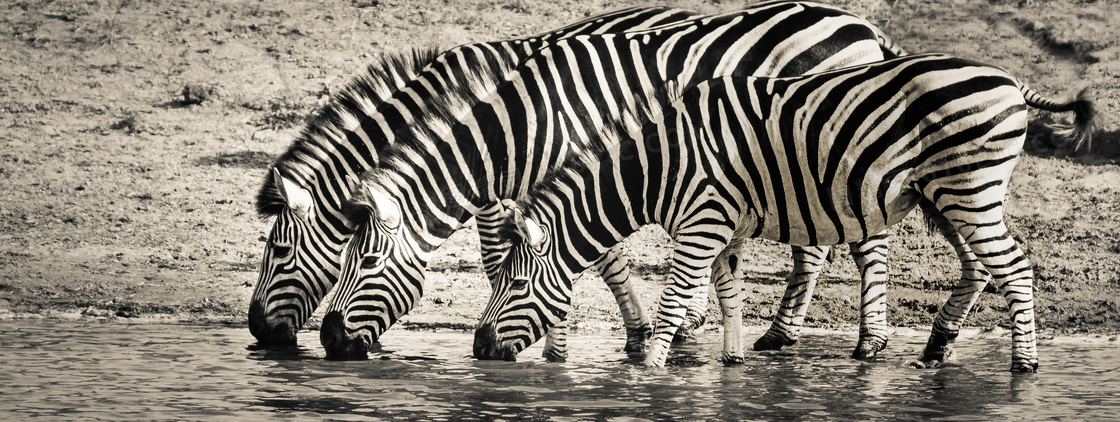 在一起河边喝水的斑马摄影高清图片
