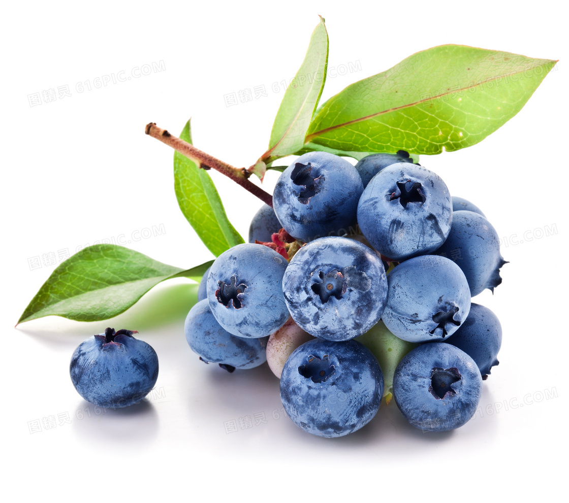 刚采摘下来的成熟蓝莓摄影高清图片