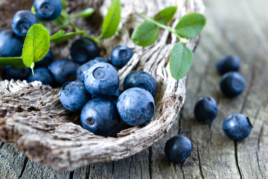 枯木上的新鲜蓝莓特写摄影高清图片