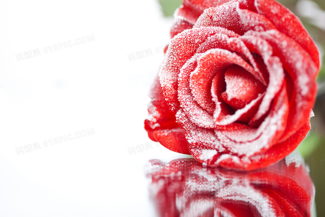 有倒影的红色玫瑰特写摄影高清图片
