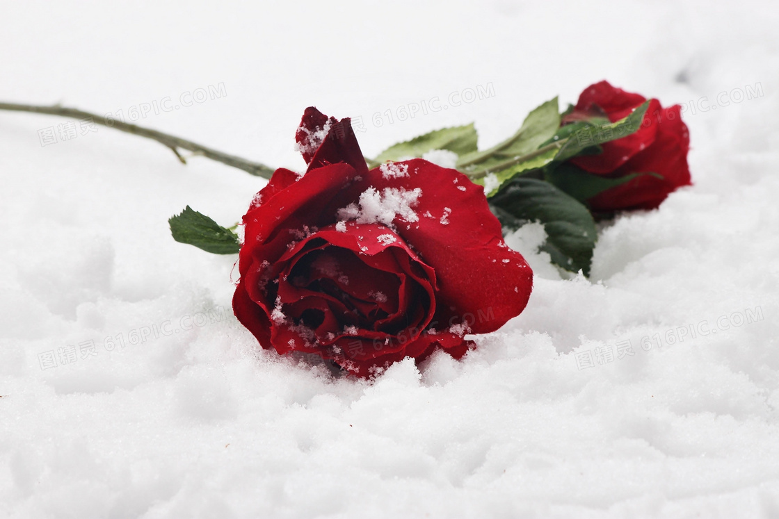 遗落在雪地上的玫瑰花摄影高清图片