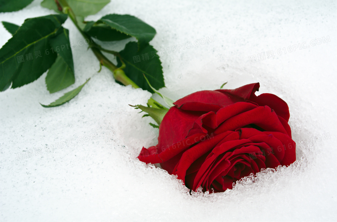 躺在雪地上的红色玫瑰摄影高清图片
