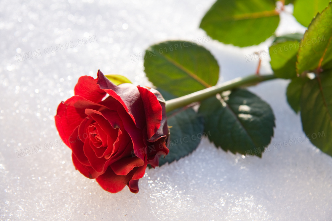 雪地上带着绿叶的玫瑰摄影高清图片