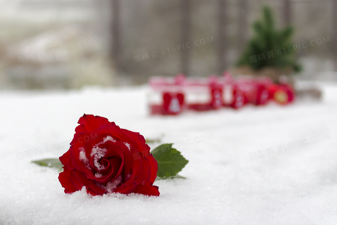 摆放在雪地上的玫瑰花摄影高清图片