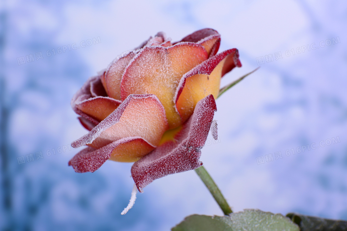 冰霜包裹着的玫瑰特写摄影高清图片