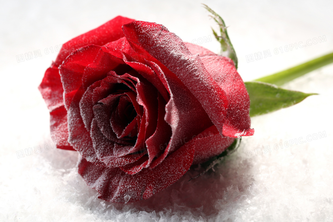 一枚红色的玫瑰花特写摄影高清图片