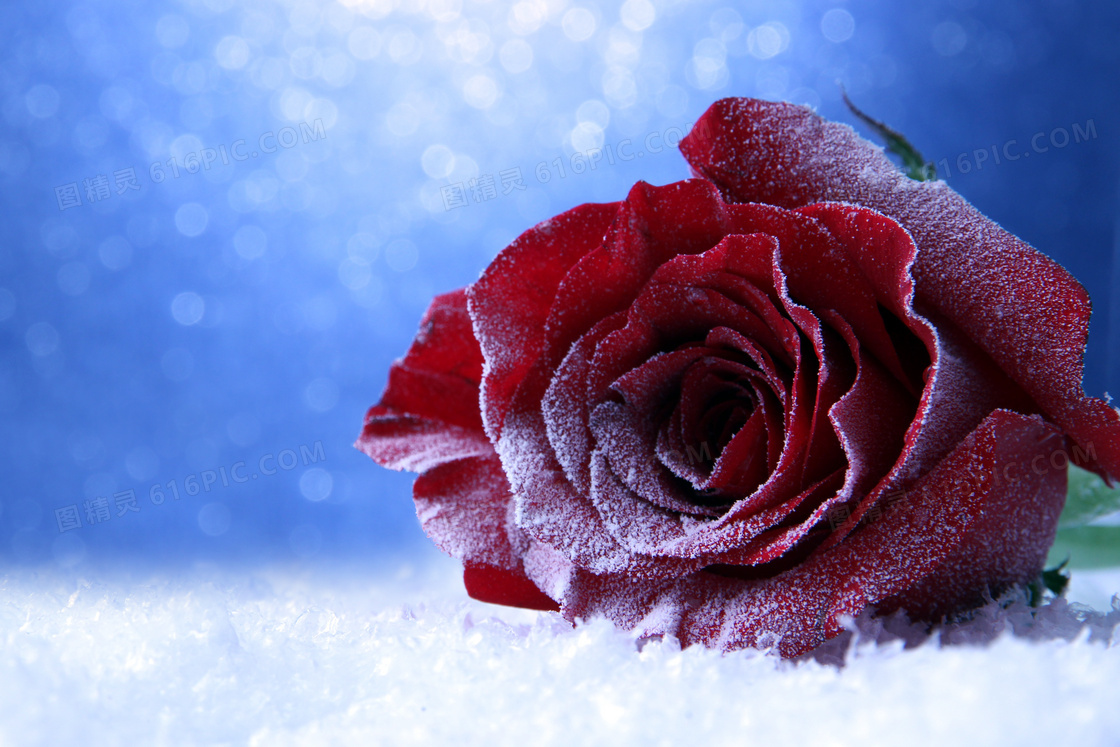 梦幻光斑中的红色玫瑰摄影高清图片