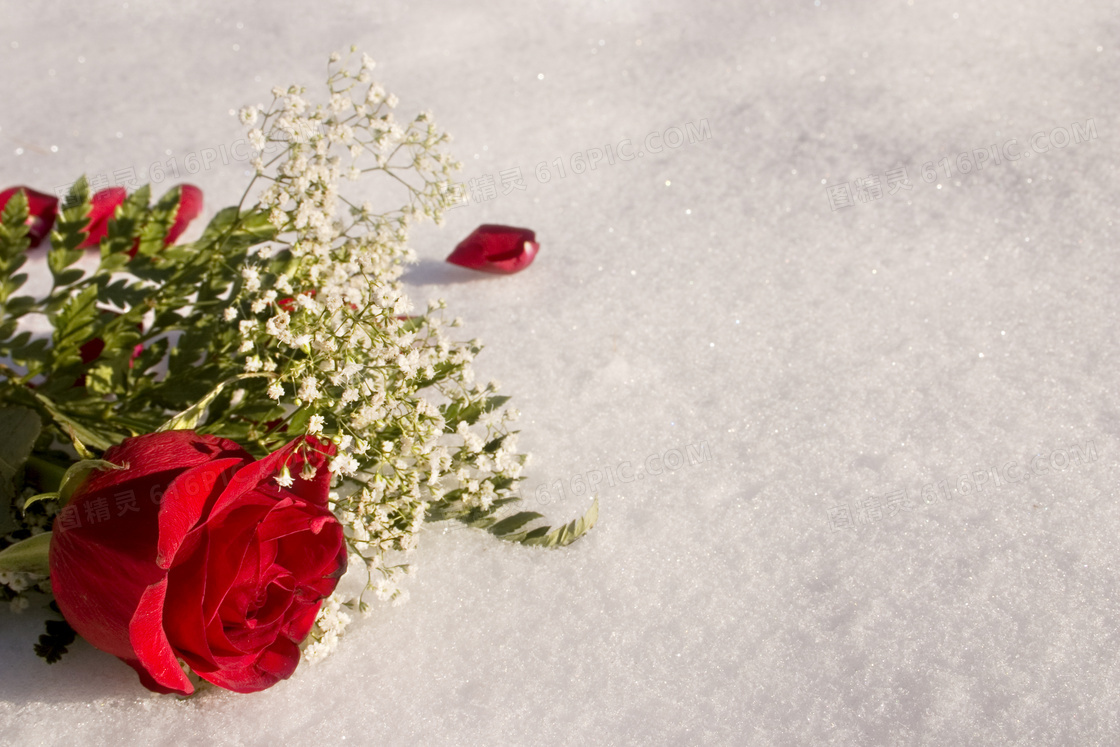 白色小花与红色玫瑰花摄影高清图片