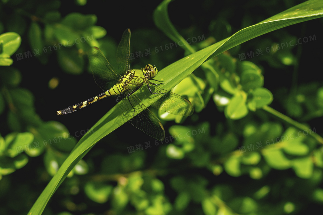 绿叶上的一只蜻蜓特写摄影高清图片