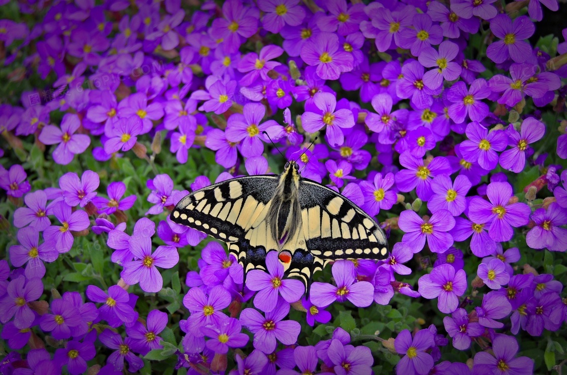 紫色小花上的蝴蝶特写摄影高清图片