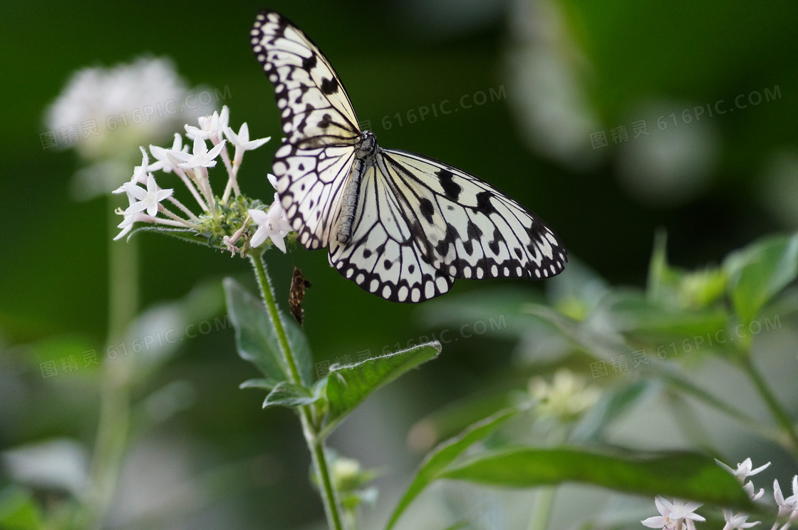 围绕着花朵飞舞的蝴蝶摄影高清图片