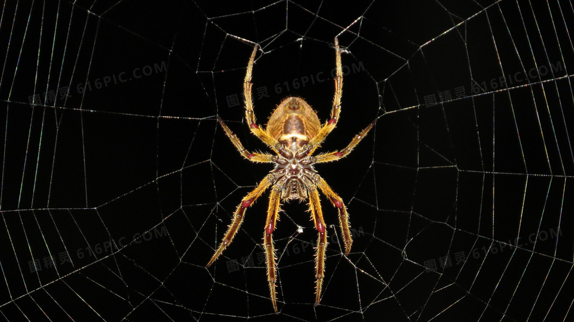 在忙着织网的蜘蛛特写摄影高清图片