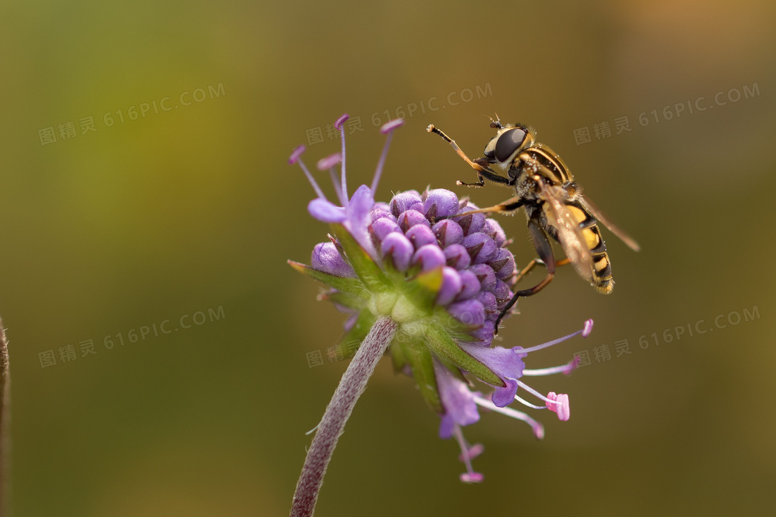 紫色花卉上的蜜蜂特写摄影高清图片