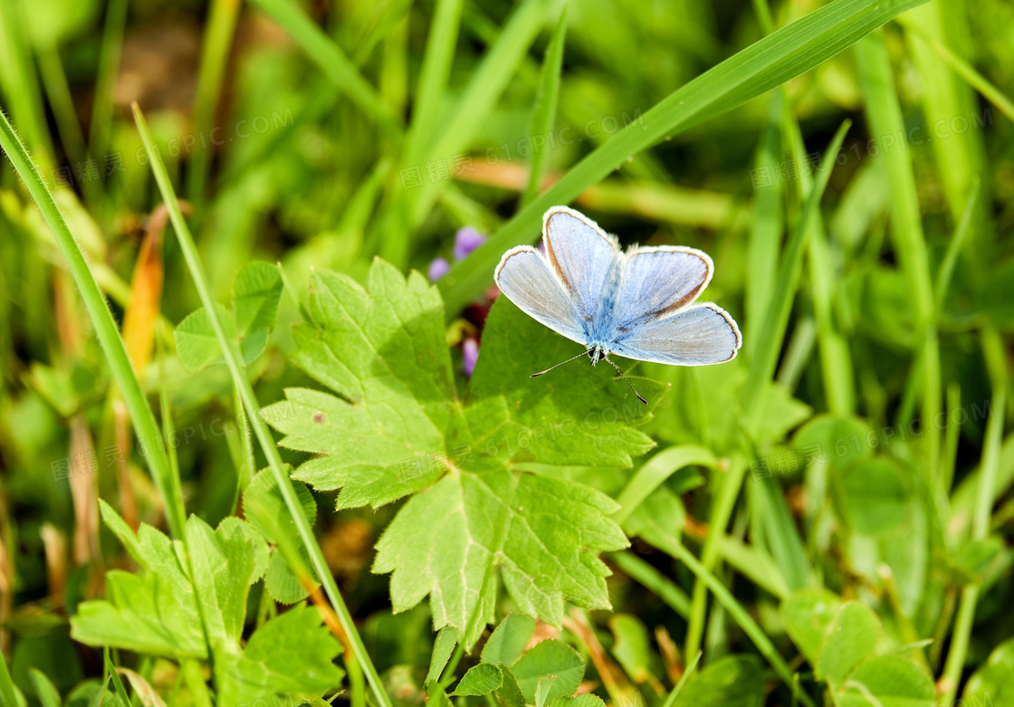 绿叶植物上的蝴蝶特写摄影高清图片