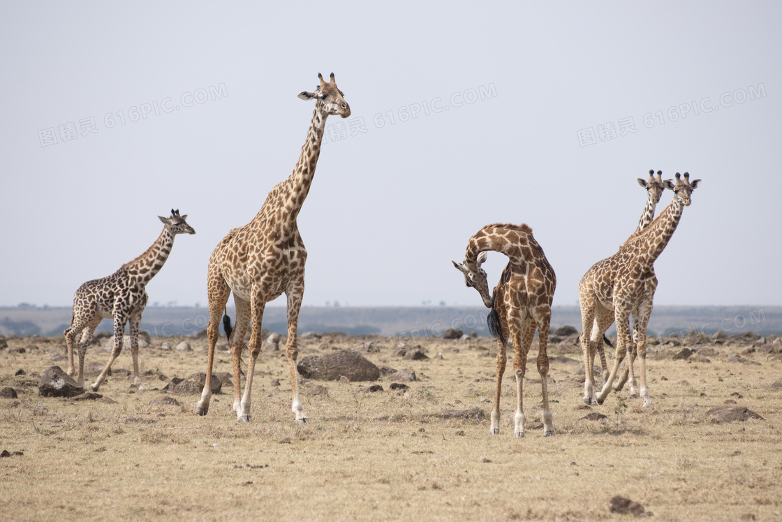 荒芜草原上的长颈鹿们摄影高清图片