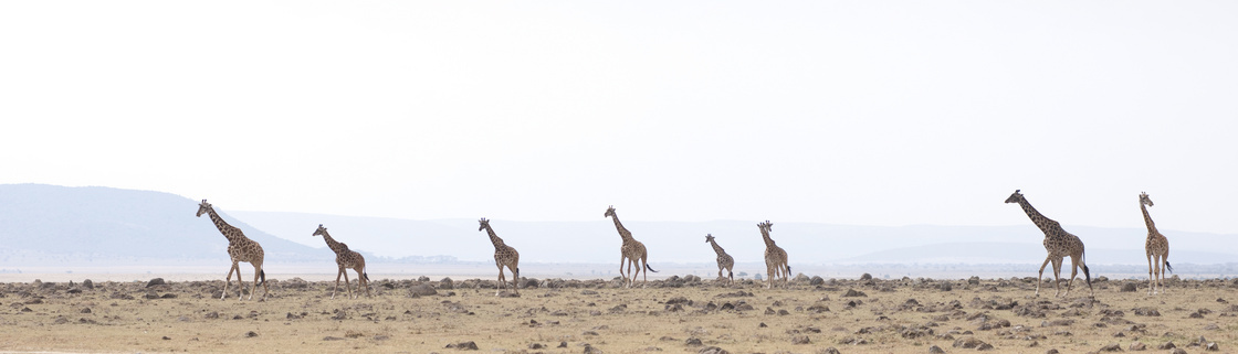 在四处觅食的长颈鹿们摄影高清图片