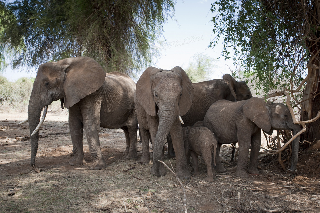 三五成群在一起的大象摄影高清图片